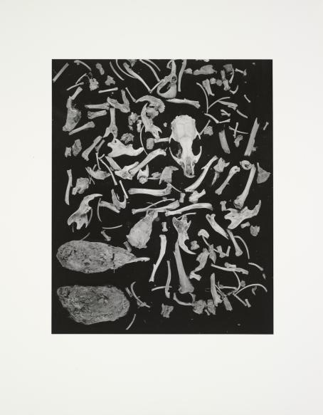 Teuvo Suominen: Huuhkajan ruoanjätteitä, 1966. Hopeagelatiinivedos. Hannula & Hinkka -kokoelma, Suomen valokuvataiteen museo Mustavalkoisessa kuvassa mustan taustan päällä on paljon erilaisia luita. Keskellä on eläimen pääkallo. Kuvasta on mahdoton kertoa, kuinka isoja tai pieniä luut ovat.