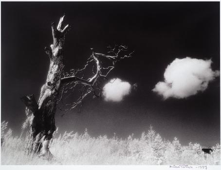 Antero Takala: Marraskuun pakkasaamu, 1999. Mustesuihkutuloste. Hannula & Hinkka -kokoelma, Suomen valokuvataiteen museo Mustavalkoinen, tumma maisemakuva, jossa vanha lehdetön puu ja taivaalla kaksi valkoista pilveä.