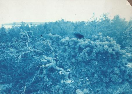 Sinisävyisessä kuvassa on käppyräinen mänty ja taustalla metsää. Kaukana metsän takana näkyy vähän järvimaisemaa tai merta.