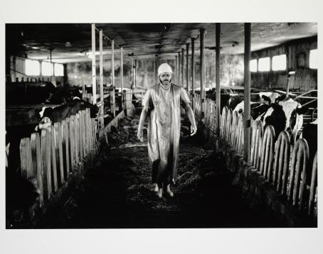 Mustavalkoisessa kuvassa mies pitkässä muoviselta näyttävässä kaavussa kävelee navetan käytävällä. Molemmin puolin on lehmiä karsinoissaan. 