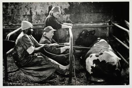 Mustavalkoisessa kuvassa navetassa kolme ihmistä ja lehmä. Mies vetää köyttä, joka on maassa makaavan lehmän ympärillä. Mies ja nainen katsovat lehmää ja hymyilevät. 