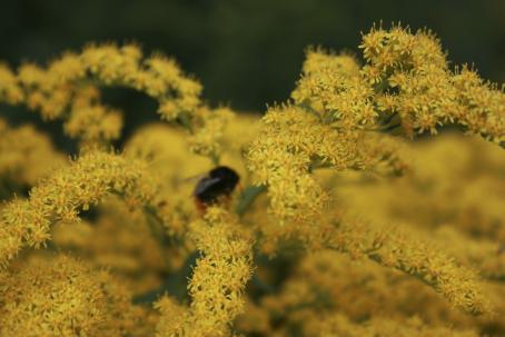 Keltaisia kukkia, osa tarkkoja, osa epätarkkoja. Keskellä on epätarkka mehiläinen.