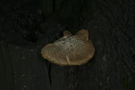 Tummassa kuvassa keskellä ruskeansävyinen sieni. 