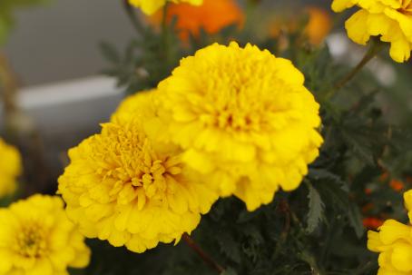 Keltaisia kukkia. Keskellä oleva isoimpana näkyvä kukka on epätarkka, sen alapuolella oleva kukka on tarkka.