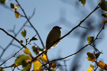 Puunoksalla vasten sinistä taivasta istuu pikkulintu. Lintu näkyy tummana hahmona, kuva on otettu alaviistosta.