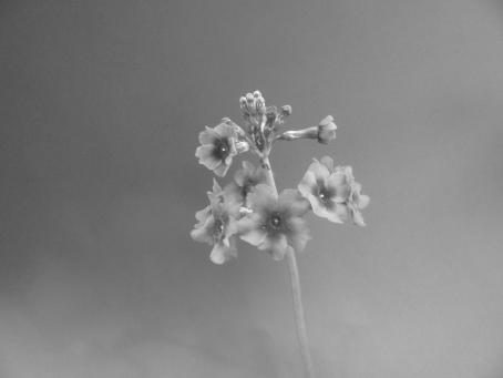 Kaisaniemen kasvitieteellisessä puutarhassa kuvattu lähikuva kukasta. Kuva on mustavalkoinen.