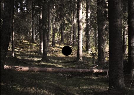Maisemakuva kuusimetsästä. Keskellä on kaatunut puu. Sen yläpuolella on musta ympyrä. 
