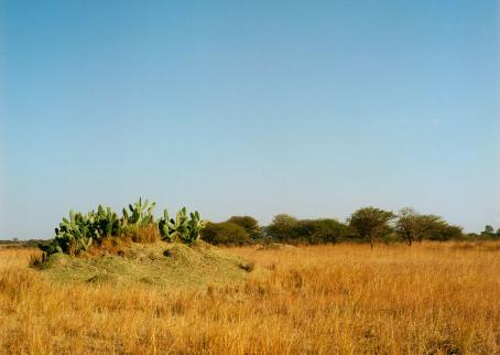 Maisema, jossa heinikkoa, kaktuksia, taustalla puita ja sininen taivas. 