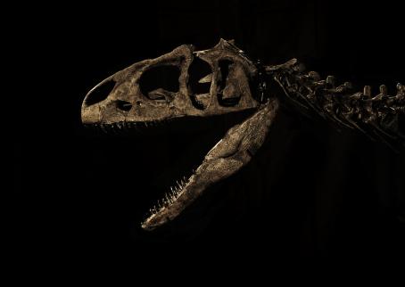 Mustaa taustaa vasten ruskeasävyinen allosauruksen luuranko kaulasta ylöspäin. Luurangolla on suu auki.