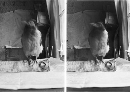 Vierekkäin kaksi mustavalkoista kuvaa, joissa molemmissa varis istuu pöydällä olevan koivuhalon päällä. Varis on epätarkka, mutta taustalla näkyvä huone on tarkka.