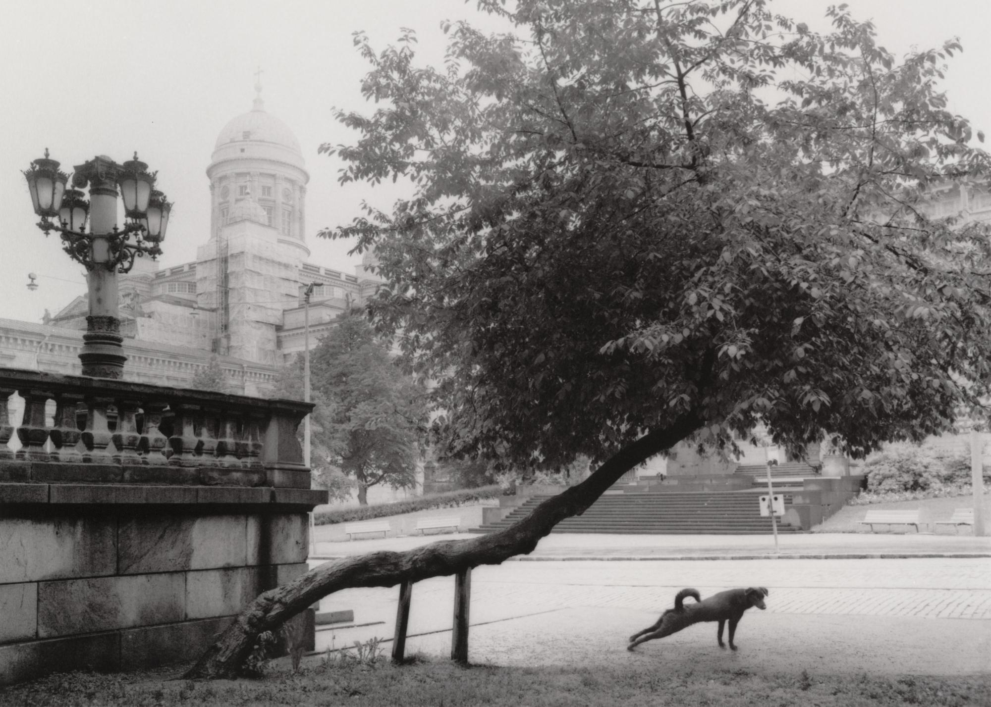 Pentti Sammallahti: Helsinki, Suomi, 1982 Mustavalkoinen kuva, koira venyttelee puun alla.